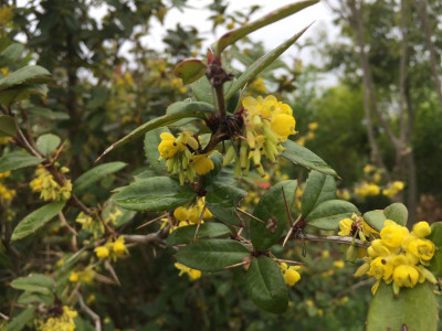 섬매발톱나무 사진 - Berberis amurensis var. quelpaertensis Nakai Photos