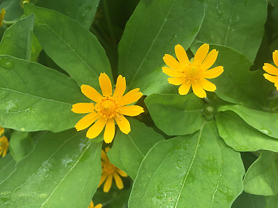 멜란포디움 사진 - Melampodium paludosum Photos