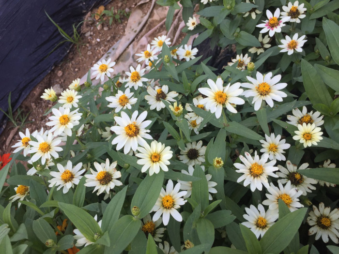 자하라 - Zahara, Zinnia Zahara