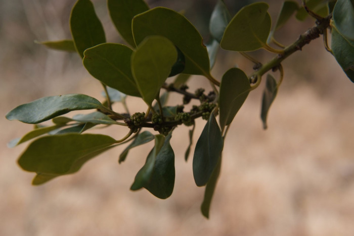 감탕나무 - Ilex integra Thunb.