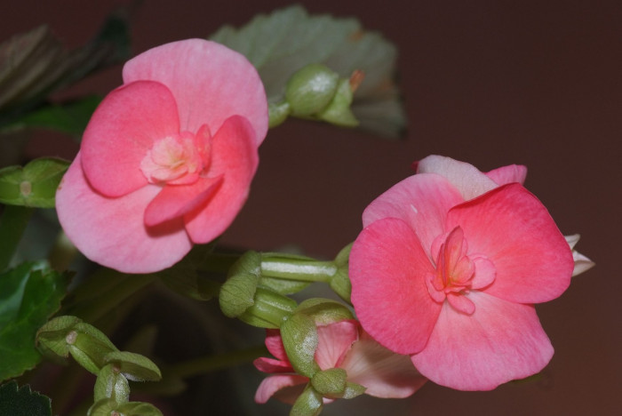 꽃베고니아 - Wax Begonias, Begonia semperflorens