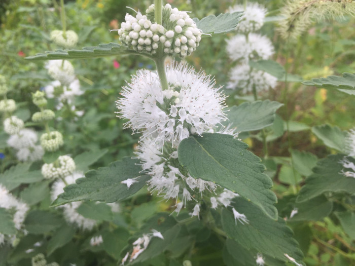 층꽃나무 - Bluebeard, Caryopteris incana (Thunb.) Miq.