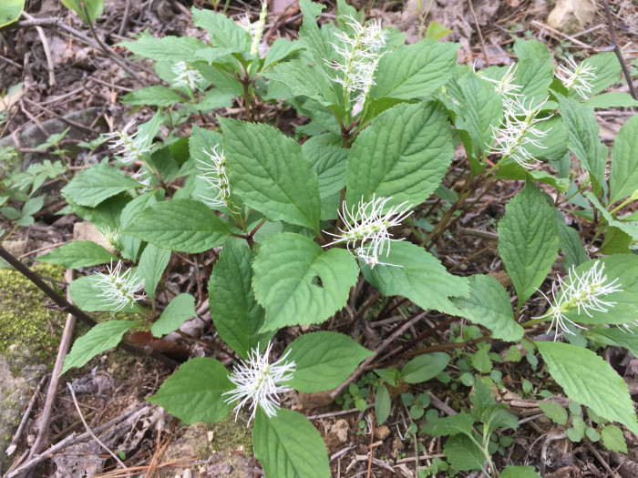 홀아비꽃대 - Chloranthus japonicus
