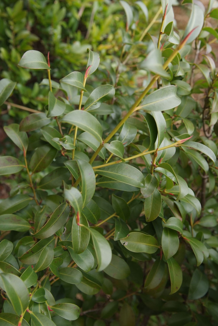 비쭈기나무 - Cleyera japonica Thunb.