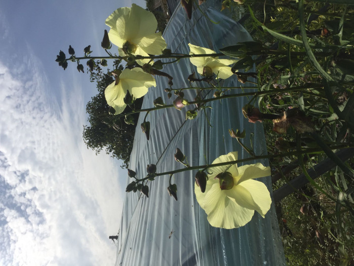 닥풀 - 과꽃, Hibiscus manihot L.