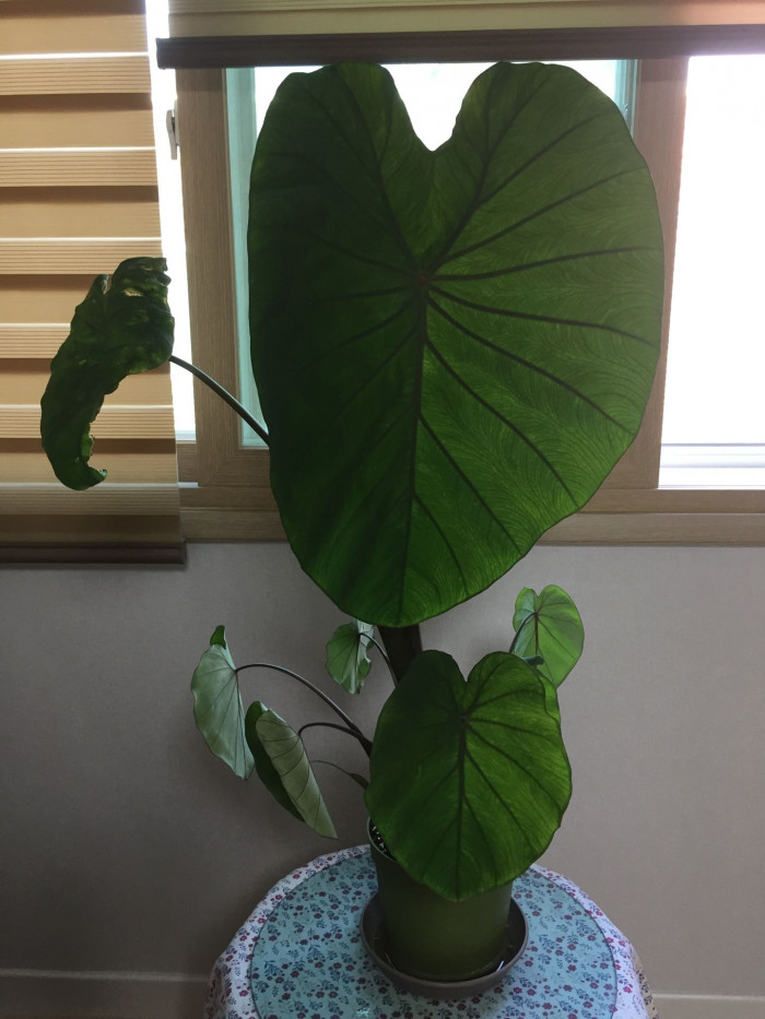 콜로카시아 마크로리자 - Elephant Ear, Colocasia macrorrhiza