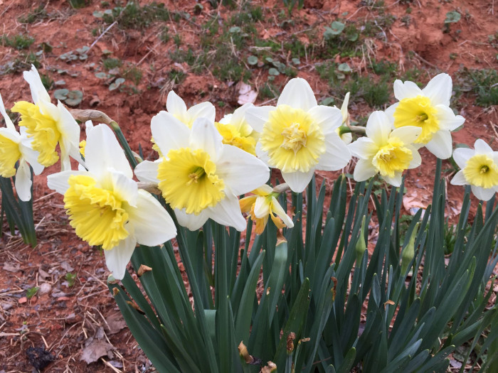 수선화 - daffodil, Narcissus tazetta var. chinensis