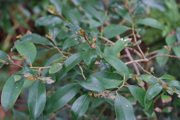 비쭈기나무 - Cleyera japonica Thunb.
