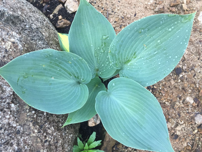 비비추 - 리멤버미, Hosta longipes (Franch. & Sav.) Matsum.