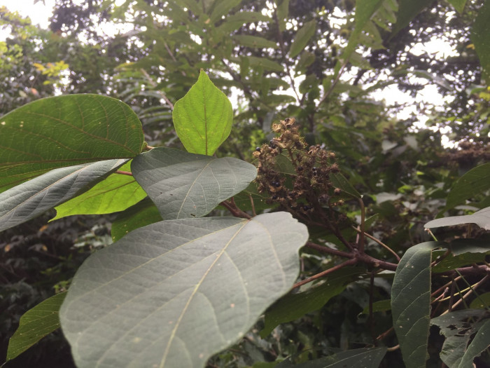 예덕나무 - Mallotus japonicus (Thunb.) Muell. Arg.