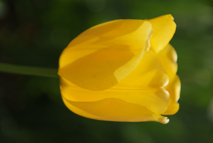 튤립 - Tulip, Tulipa gesneriana