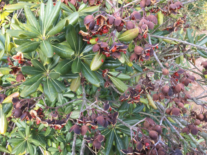 돈나무 - Pittosporum tobira (Thunb.) W.T.Aiton