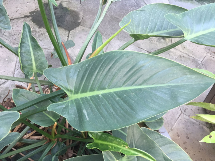 문라이트 - Moonlight Philodendron, Philodendron Moonlight