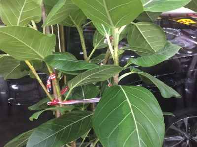 뱅갈고무나무 사진 - Ficus banghalensis Photos
