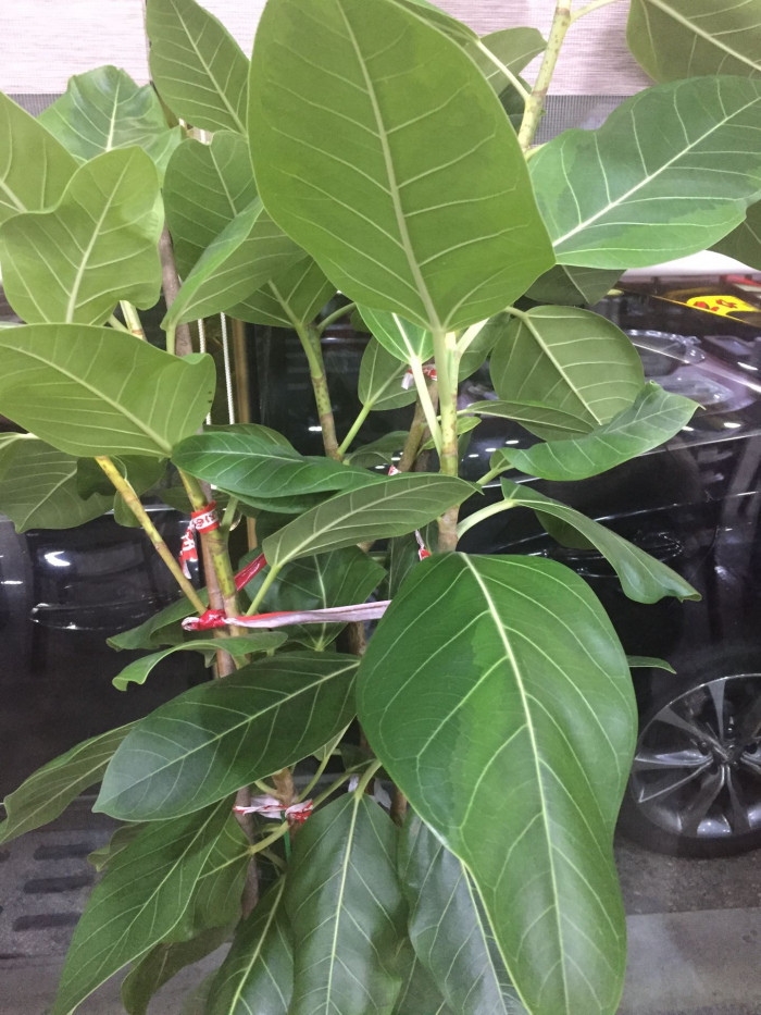 뱅갈고무나무 - banyan, Bengal fig, Indian fig, East Indian fig, Ficus banghalensis