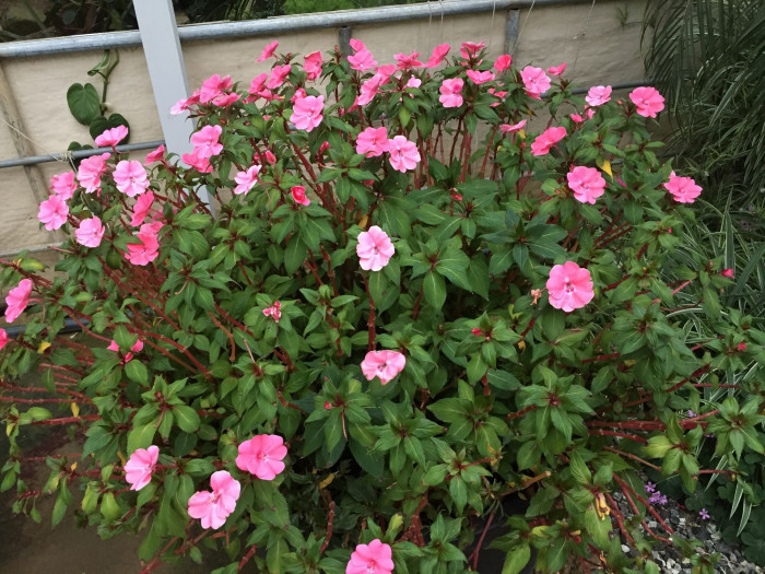 아프리카 봉선화 - Garden impatiens, Impatiens