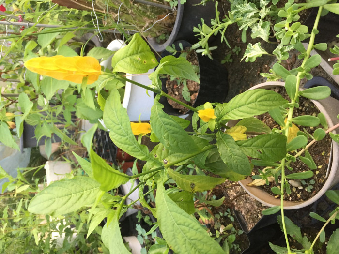 노란새우꽃 - Yellow shirmp plant, Pachystachys lutea Nees