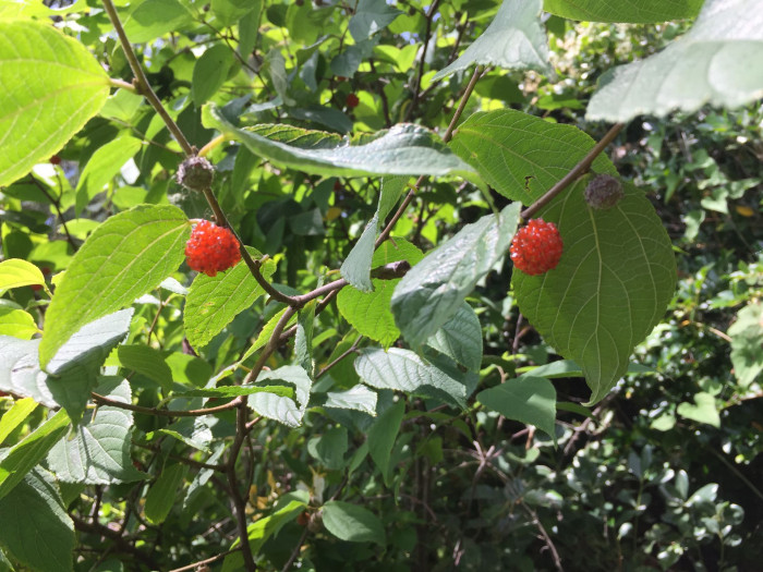 닥나무 - paper mulberry, Broussonetia kazinoki