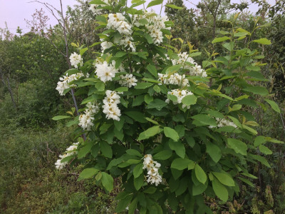 귀룽나무 사진 - Prunus padus L. for. padus Photos