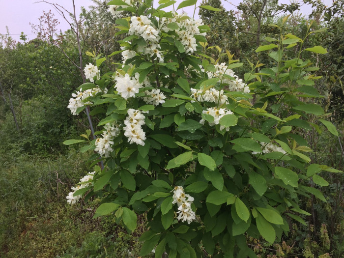 귀룽나무 - Prunus padus L. for. padus