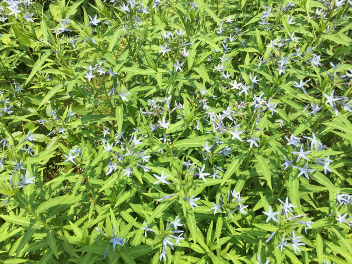 정향풀 - Amsonia elliptica (Thunb.) Roem. & Schult.