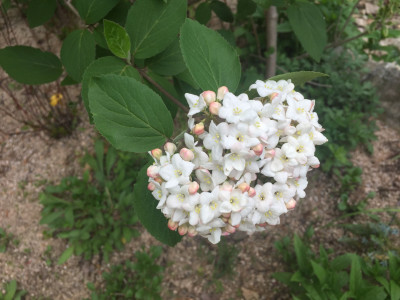 분꽃나무 사진 - Viburnum carlesii Hemsl. Photos