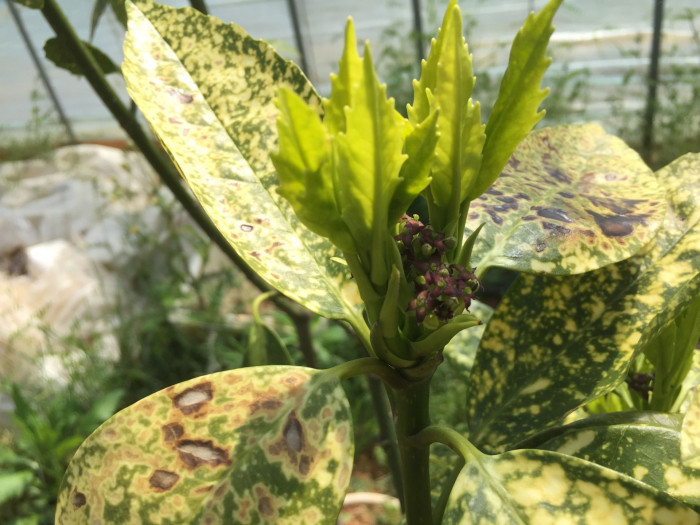 금식나무 - Aucuba japonica for. variegata (Dombrain) Rehder
