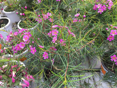 왁스플라워 사진 - Chamelaucium uncinatum Photos