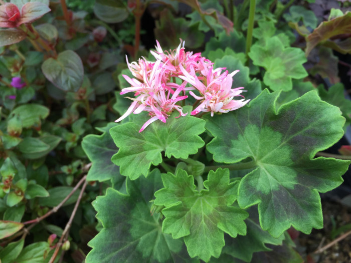 제라늄 - Geranium, Pelargonium inquinans