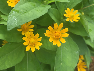 멜란포디움 사진 - Melampodium paludosum Photos