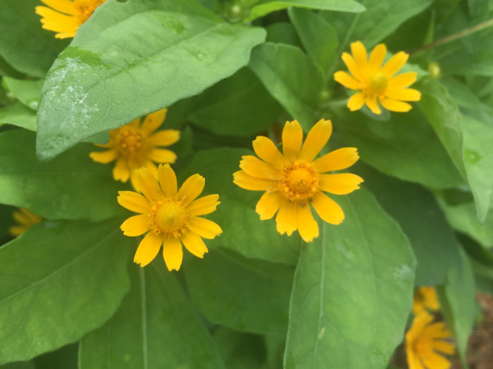 멜란포디움 - Medallion plant, Butter Daisy, Star Daisy, Gold Medallion Flower, Melampodium paludosum