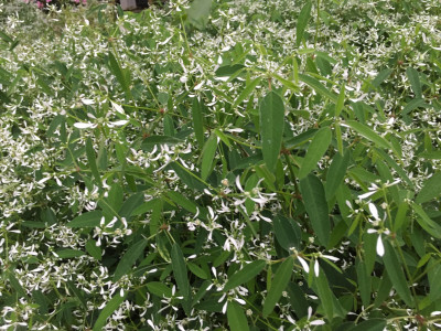유포르비아 하이퍼리시폴리아 사진 - Euphorbia hypericifolia Photos