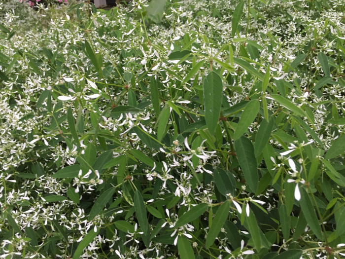 유포르비아 하이퍼리시폴리아 - Euphorbia hypericifolia