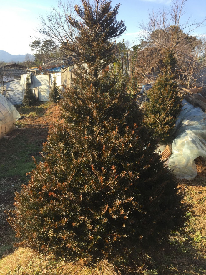 주목 - Taxus cuspidata Siebold & Zucc.
