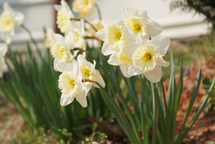 수선화 - daffodil, Narcissus tazetta var. chinensis