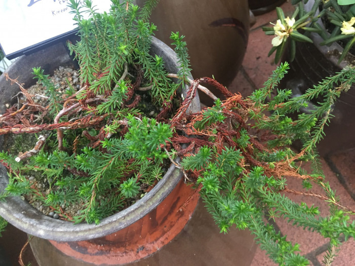 시로미 - Empetrum nigrum var. japonicum K.Koch