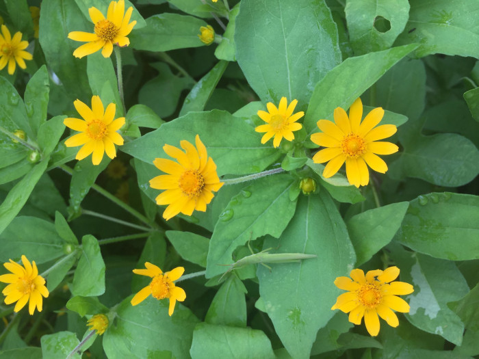 멜란포디움 - Medallion plant, Butter Daisy, Star Daisy, Gold Medallion Flower, Melampodium paludosum
