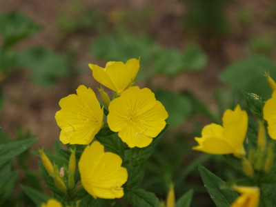 황금낮달맞이 사진 - Oenothera fruticosa Photos