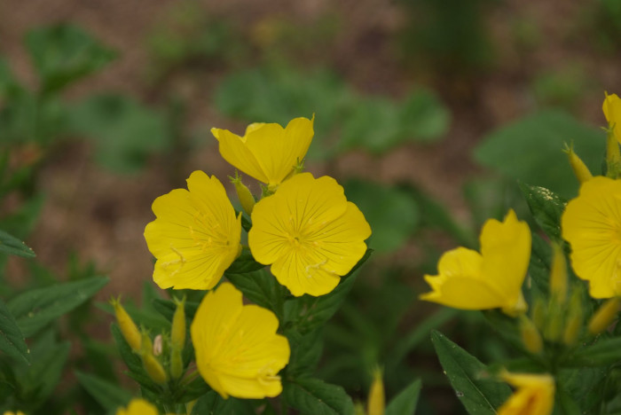 황금낮달맞이 - Miscible, Oenothera fruticosa