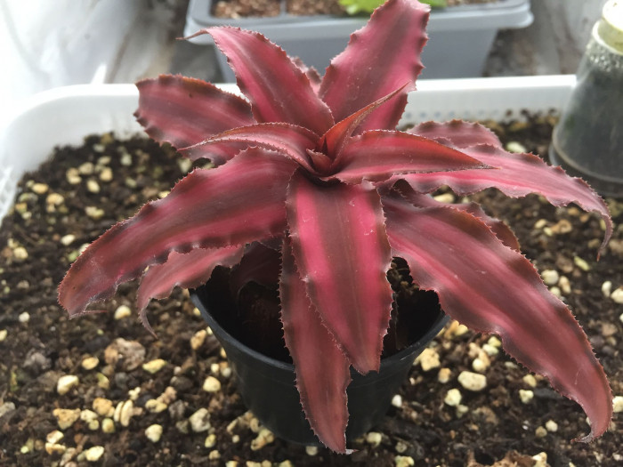 크립탄서스 - Earth stars, Starfish plant, zebra plant, Cryptanthus spp.