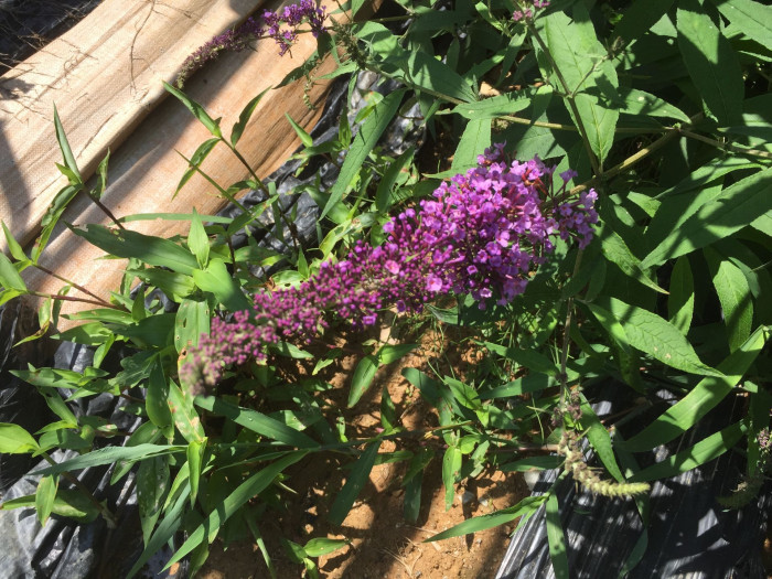 부들레야 - butterfly bush, Buddleja davidii