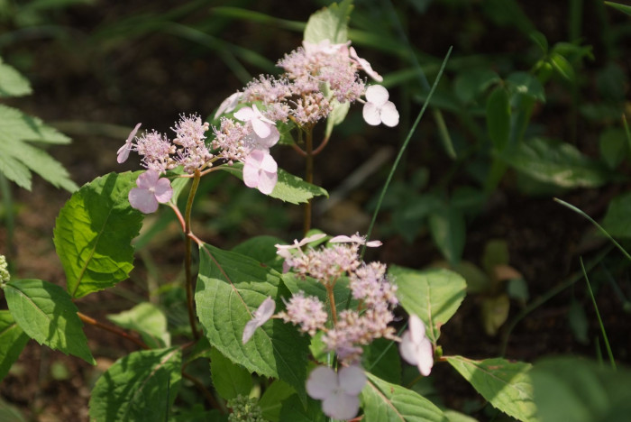 산수국 - Hydrangea serrata for. acuminata