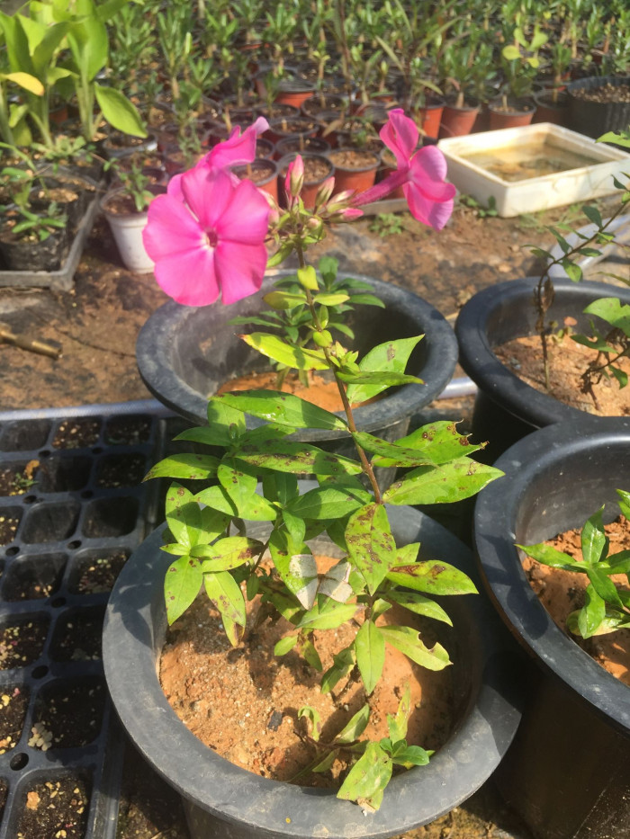풀협죽도 - Phlox, Phlox paniculata