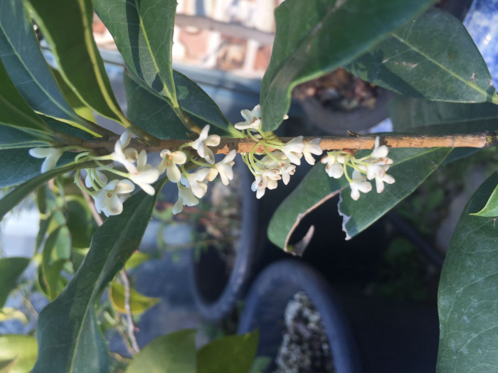 은목서 - ㅑ, Osmanthus asiaticus Lour. var. fragrans