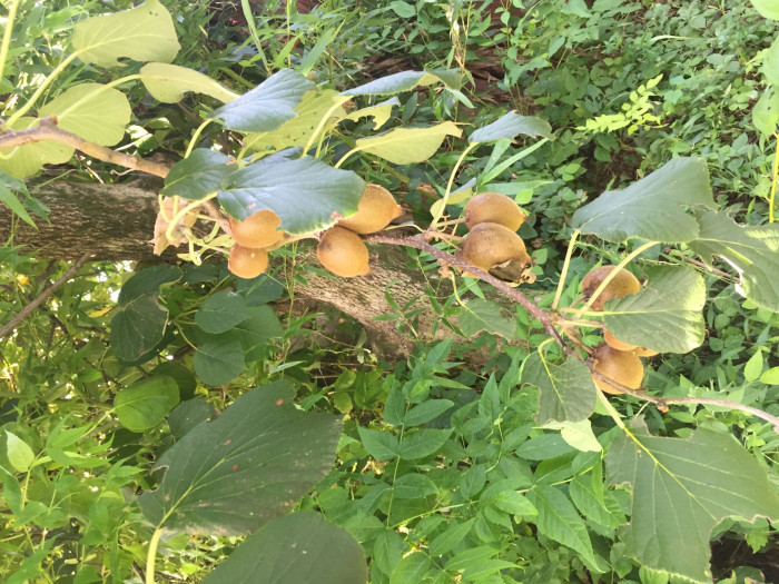 다래 - Actinidia arguta (Siebold & Zucc.) Planch. ex Miq. var. arguta