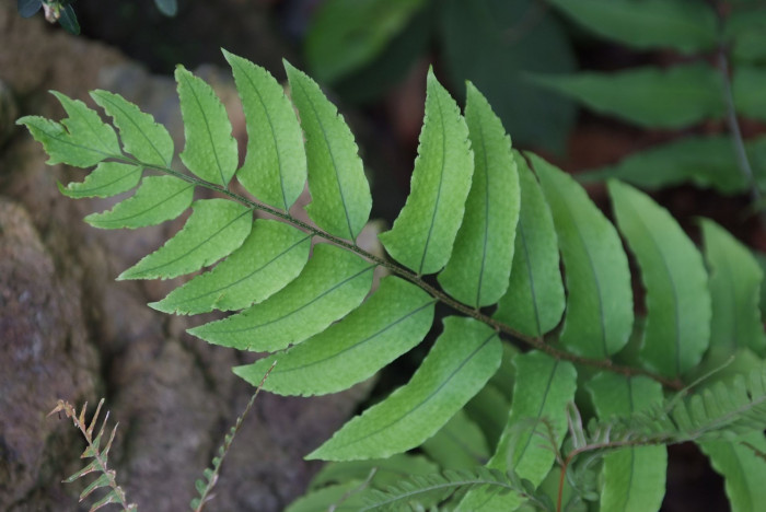 쇠고비 - Cyrtomium fortunei J.Sm.