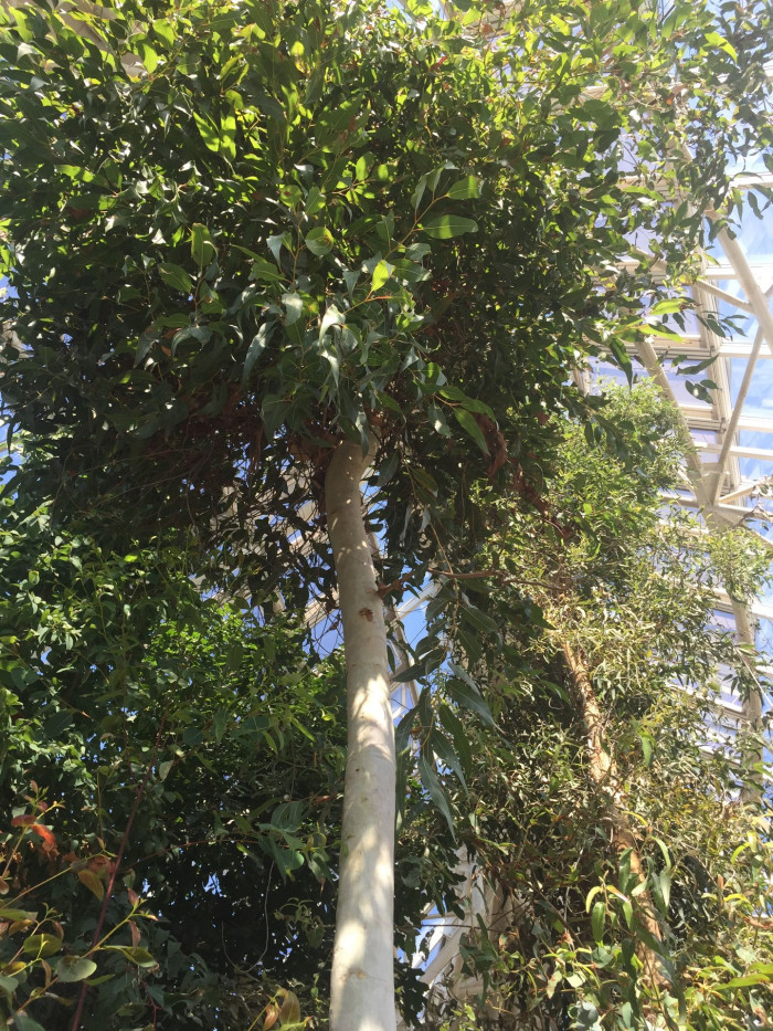 레몬유칼립투스 - Lemon scented gum, Blue spotted gum, Lemon eucalyptus, Corymbia citriodora