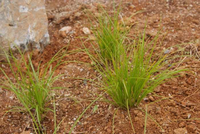 꼬랑사초 - Carex mira Kuk.