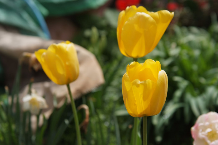 튤립 - Tulip, Tulipa gesneriana