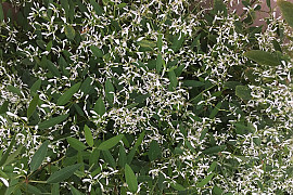 유포르비아 하이퍼리시폴리아 - Euphorbia hypericifolia